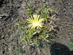 Carlina acanthifolia