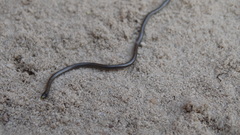 Epictia borapeliotes