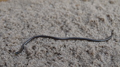 Epictia borapeliotes