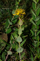 Hypericum richeri