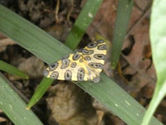 Pantherodes pardalaria