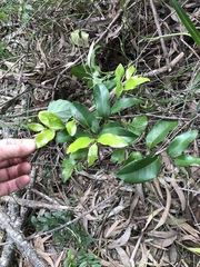 Huberantha nitidissima