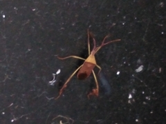 Chondrocera laticornis