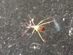 Chondrocera laticornis