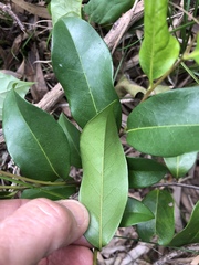 Huberantha nitidissima