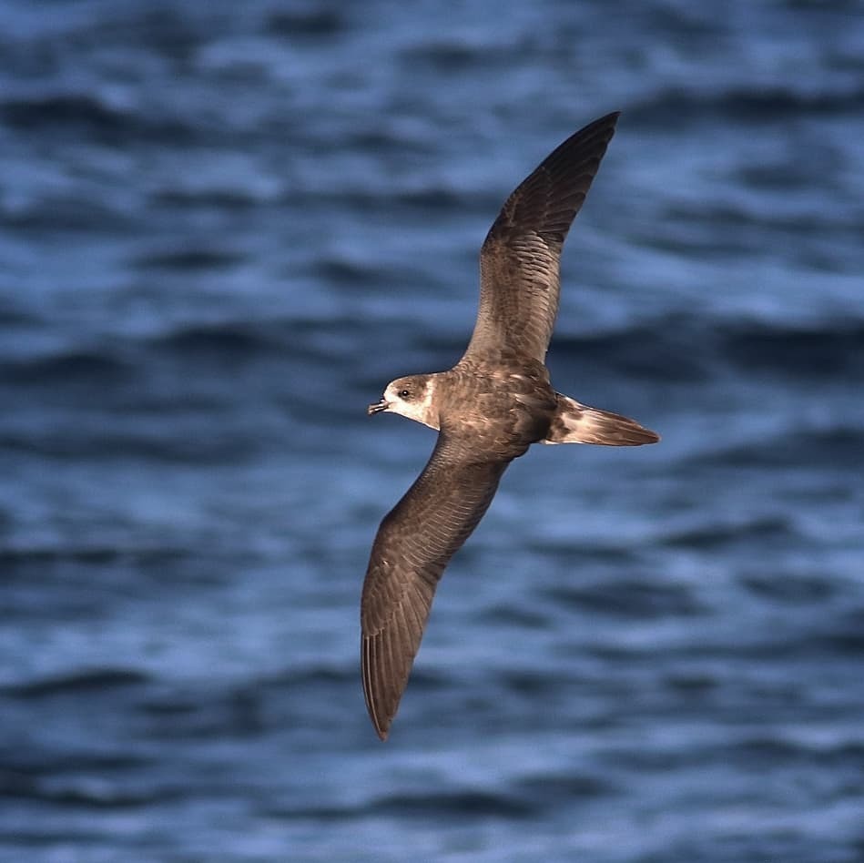 Bermuda Petrel