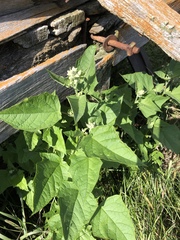 Chenopodiastrum hybridum