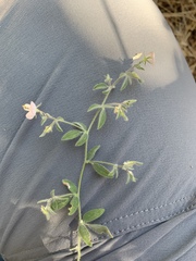 Acmispon parviflorus