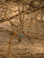 Coracias abyssinicus