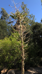 Aciphylla subflabellata