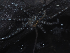 Dolomedes mizhoanus