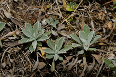 Antennaria dioica