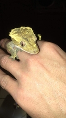 Correlophus