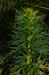 Aconitum napellus