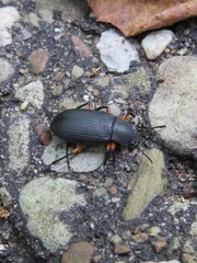 Haplandrus fulvipes