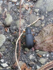 Haplandrus fulvipes