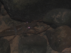 Macrobrachium sintangense