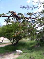 Dendrobias mandibularis