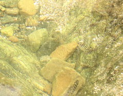 Abudefduf declivifrons