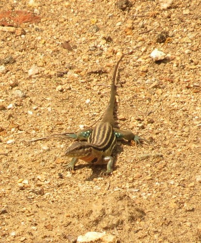 Mexican Racerunner
