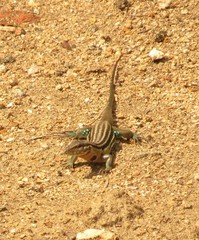Mexican Racerunner photo 4