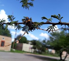 Dendrobias mandibularis