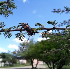 Dendrobias mandibularis