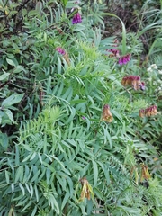 Vicia megalotropis