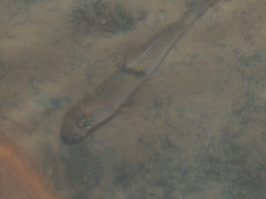 Hampala macrolepidota