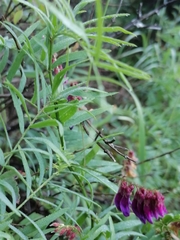 Vicia megalotropis