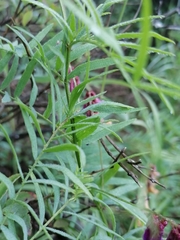 Vicia megalotropis