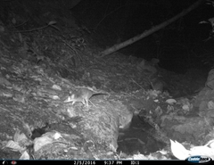 Philander opossum