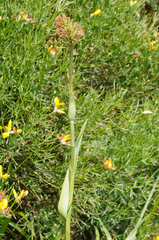 Traunsteinera globosa