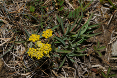 Bupleurum ranunculoides