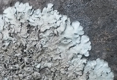 Xanthoparmelia ferruma