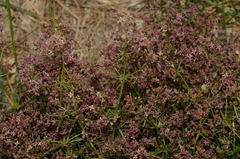 Galium rubrum