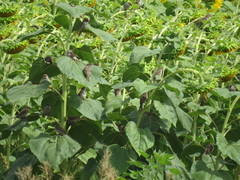 Helianthus — photo 2