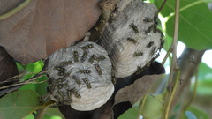 Protopolybia exigua
