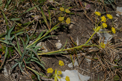Bupleurum ranunculoides