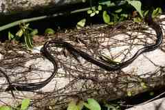 Caecilia gracilis