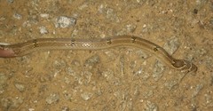 Oligodon taeniolatus