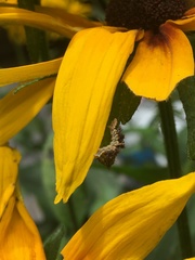 Synchlora aerata