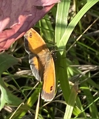 Pyronia tithonus