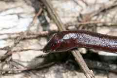 Caecilia gracilis