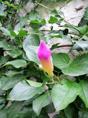 Amphilophium