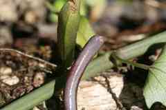 Caecilia gracilis