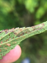 Calycomyza verbenae