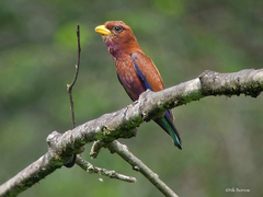 Eurystomus glaucurus