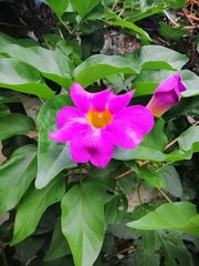 Amphilophium