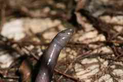 Caecilia gracilis